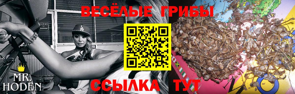 Галлюциногенные грибы GOLDEN TEACHER  Галлюциногенные грибы MAGIC MUSHROOMS  Вход с VPN  Кировск 